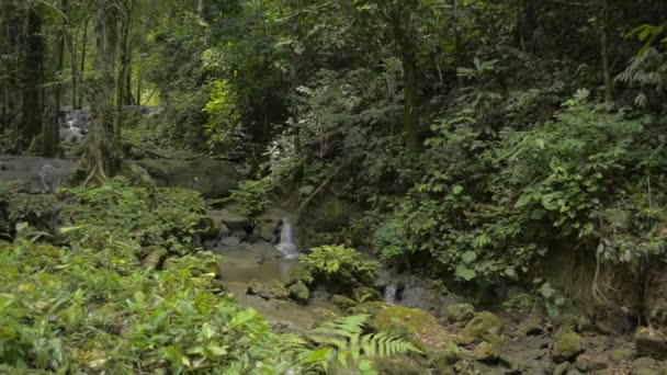 Abundância Floresta Tropical Com Pequena Cachoeira Que Flui Através Das — Vídeo de Stock