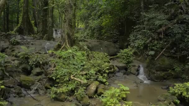 Overvloed Aan Tropisch Regenwoud Met Kleine Waterval Die Door Rotsen — Stockvideo