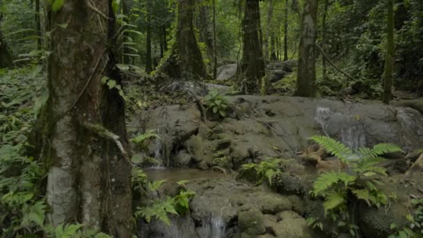 Táj Trópusi Esőerdő Kis Vízesés Folyik Sziklák Között Zöld Növényzet — Stock videók
