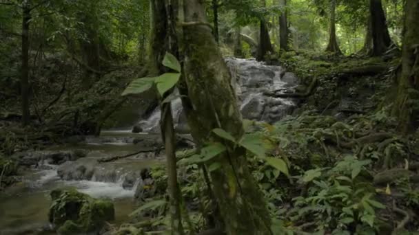 Beau Paysage Ruisseau Eau Coulant Cascade Sur Les Rochers Travers — Video