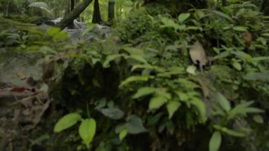 Fertilite ormanındaki kayalıkların arasından tatlı suyun kaldırma görüntüsü akıyor. Yeşil bitki örtüsüyle çevrili tropik yağmur ormanlarının bolluğu. Sa Nang Manora orman parkı. Tayland.