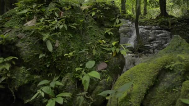 Avslöja Panorering Skott Friskhet Naturen Bördig Skog Med Vattendrag Som — Stockvideo