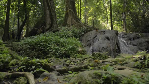 Familia Asiática Caminando Juntos Bosque Tropical Disfrutar Ver Hermosos Paisajes — Vídeo de stock