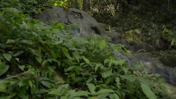 Enthüllung Eines Kleinen Wasserfalls Der Durch Den Felsen Inmitten Üppiger — Stockvideo