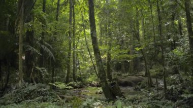 Sabahları güneş ışığı altında yemyeşil bitki örtüsü olan tropikal orman bolluğu. Parallax yaz boyunca ormandaki yeşil bitkiler arasında sulak arazi manzarası çekti. Doğal koruma için. Tayland.