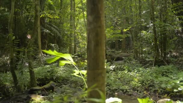 Parallax Fotografió Paisajes Humedales Entre Plantas Verdes Selva Durante Verano — Vídeo de stock