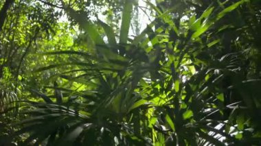 Tropikal ormanda güneş ışığı altında yemyeşil ağaçlar. Yazın yeşil bitkilerin arasından güneş parlıyor. Botanik Bahçesi.