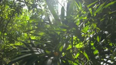 Yaz boyunca botanik bahçesindeki yeşil bitkilerin arasından parlayan güneş. Ormanda güneş ışığı altında yemyeşil bir çalı..