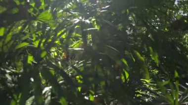 Tropikal ormanda güneş ışığı altında yemyeşil ağaçlar. Yazın yeşil bitkilerin arasından güneş parlıyor. Botanik Bahçesi.
