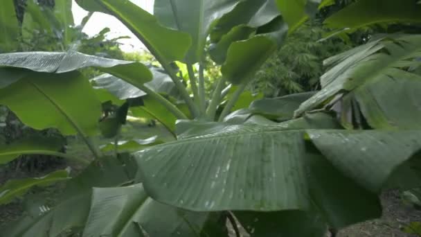 Zöld Banánfák Gyümölcsösben Esős Évszakban Mezőgazdaság Vegyes Kert — Stock videók