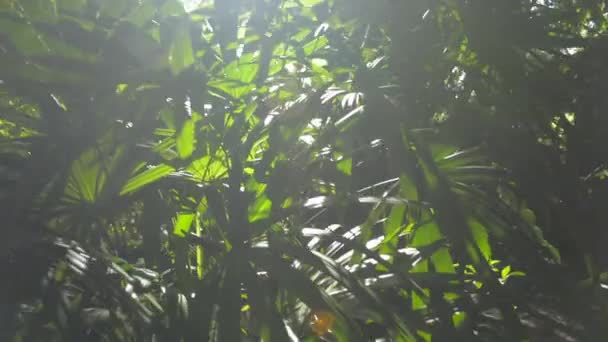 Tropikal Ormanda Güneş Işığı Altında Yemyeşil Ağaçlar Yazın Yeşil Bitkilerin — Stok video