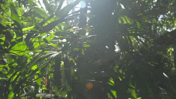 Сонце Світить Через Зелені Рослини Ботанічному Саду Влітку Пишний Кущ — стокове відео