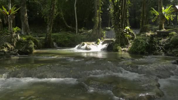 Świeża Woda Przepływa Kaskady Nad Skałami Przez Zieloną Roślinę Pod — Wideo stockowe