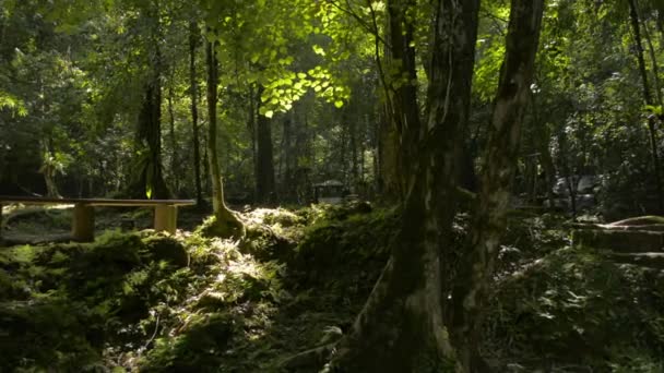 晨光下的萨南莫拉森林公园风景秀丽 茂密的热带雨林被绿色的植被环绕着 张恩加省 — 图库视频影像