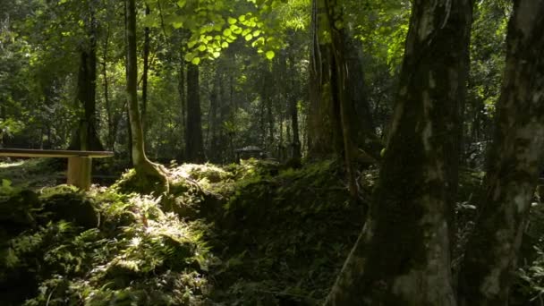 Tranquillité Matin Été Dans Jungle Magnifique Abondance Feuillages Luxuriants Sous — Video