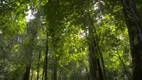 夏天阳光下繁茂的热带森林 多姿多彩的茂密的树叶林地 倾斜的镜头 Nang Manora森林公园 张恩加省 — 图库视频影像