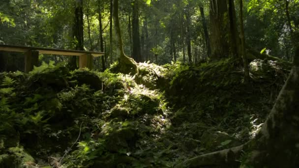 Tiltning Skott Underbar Tropisk Skog Med Solljus Skiner Genom Träden — Stockvideo