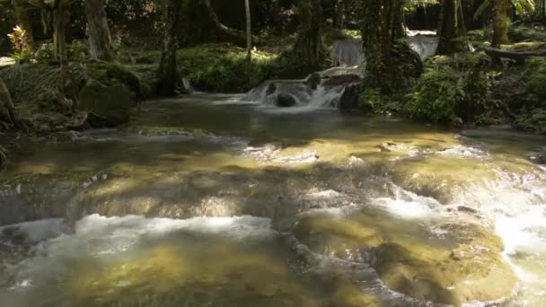 Vízfolyás Sziklák Feletti Kaszkádból Zöld Növényen Keresztül Áramlik Termékeny Erdőkben — Stock videók