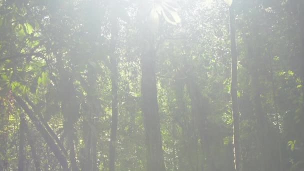 Paisaje Bosque Tropical Fértil Bajo Luz Del Sol Durante Verano — Vídeo de stock