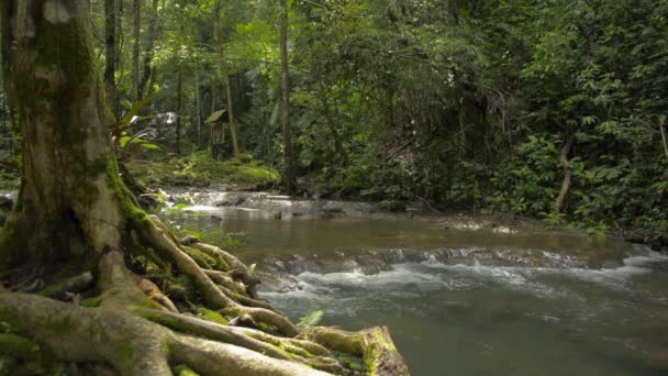 Paisagem Paisagística Floresta Tropical Com Fluxo Água Fluindo Através Das — Vídeo de Stock