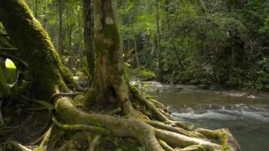 Ağaç, yağmur mevsiminde, güneş ışığı altında kayanın üzerinde yavaşça akan bir derenin yakınındaki yemyeşil bir ormanda yetişir. Phang Nga Eyaleti. Tayland.