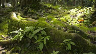 Güneşli bir günde, tropikal ormandaki büyük ağacın gölgesinin altındaki yerdeki genç yeşil bitkileri ve yosunları kapatın. Düşük açı görünümü.