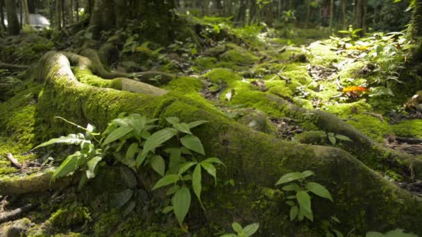 Cierre Las Jóvenes Plantas Verdes Musgo Cubriendo Suelo Bajo Sombra — Vídeo de stock