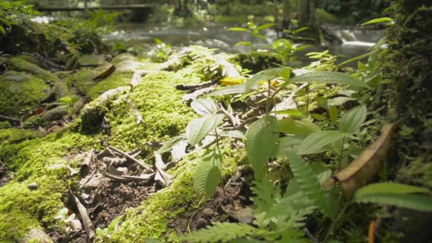 Tropikal Ormanlarda Sabah Güneşi Altında Yeşil Yosun Kaplı Genç Bitkileri — Stok video