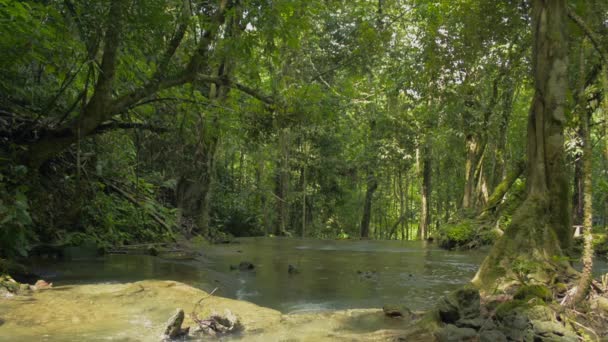 Corriente Agua Que Fluye Través Las Rocas Entre Plantas Verdes — Vídeo de stock