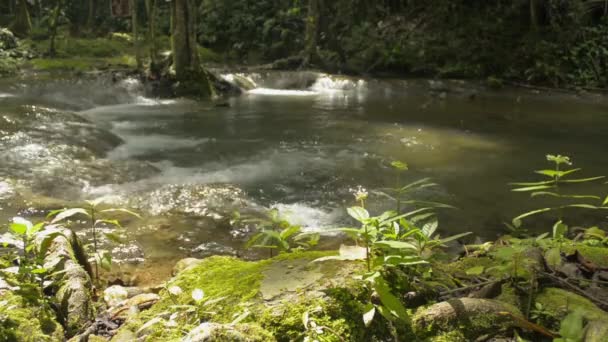 Chiudi Giovani Piante Con Muschio Verde Che Ricopre Roccia Vicino — Video Stock