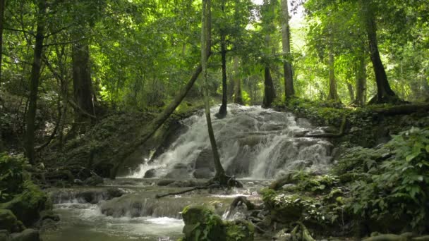 Hermosa Cascada Entre Plantas Verdes Bajo Luz Del Sol Durante — Vídeo de stock