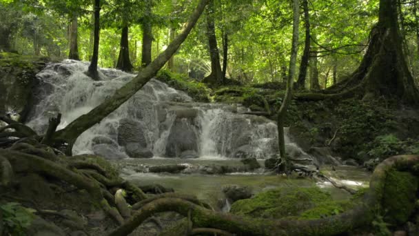 Hermoso Paisaje Cascada Tropical Entre Plantas Follaje Exuberante Selva Durante — Vídeo de stock