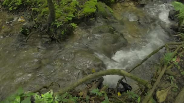 Agua Dulce Que Fluye Través Rocas Musgosas Plantas Verdes Bosque — Vídeo de stock