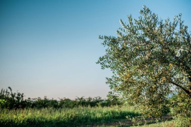 Zeytin ağacı Akdeniz'de Zeytin bahçesinde
