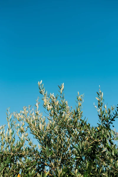 Rami Ulivo Con Cielo Azzurro Chiaro Sullo Sfondo — Foto Stock