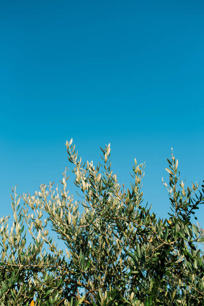 Olive tree branches with clear blue sky in the background