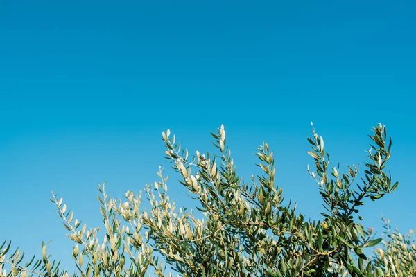 Rami Ulivo Con Cielo Azzurro Chiaro Sullo Sfondo — Foto Stock