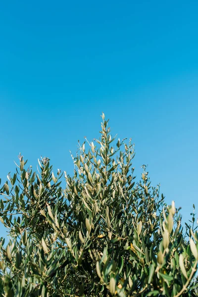 Gałęzie Drzewa Oliwne Jasne Błękitne Niebo Tle — Zdjęcie stockowe