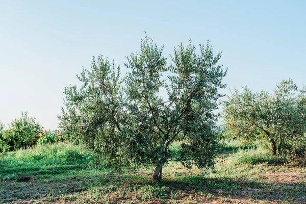 Olivo Nel Giardino Degli Ulivi Nel Mediterraneo — Foto Stock