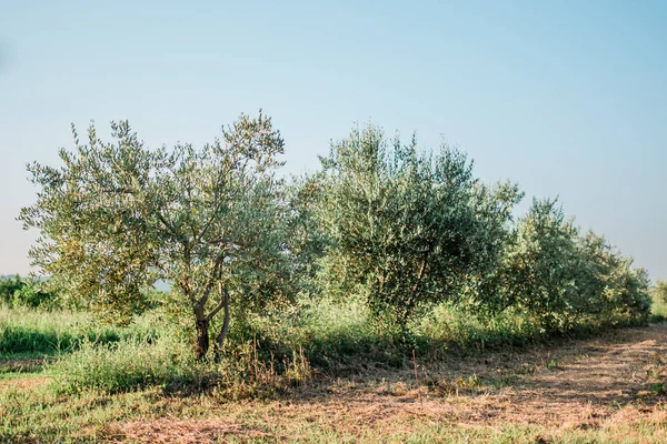 Zeytin Ağacı Akdeniz Zeytin Bahçesinde — Stok fotoğraf