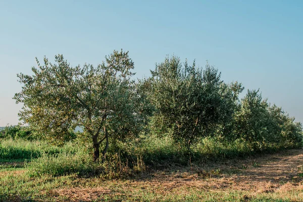 Zeytin Ağacı Akdeniz Zeytin Bahçesinde — Stok fotoğraf