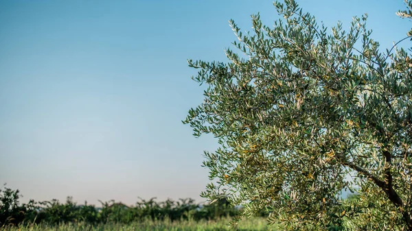 Olivo Nel Giardino Degli Ulivi Nel Mediterraneo — Foto Stock