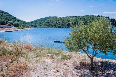 Açık mavi deniz, kayalık plajlar, çam ağaçları ve geleneksel Hırvat sahil köyü yakınlarındaki sakin körfezler manzaralı Adriyatik kıyı manzaraları