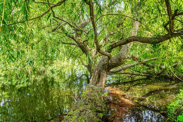 ウィーンの南にあるロイヤルパークLaxenburgからの印象 旧ハプスブルク朝の夏の邸宅 — ストック写真