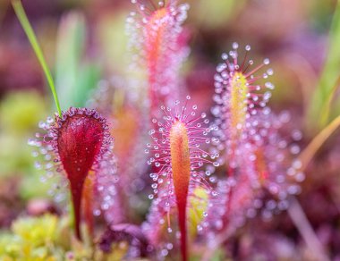 Estonya 'daki Laahemaa Ulusal Parkı' nda etçil bitkinin yakın çekimi