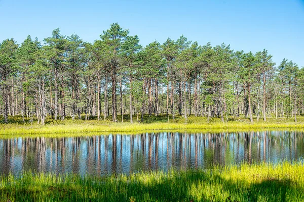 维鲁沼泽研究路径在莱希马国家公园 Estonia — 图库照片