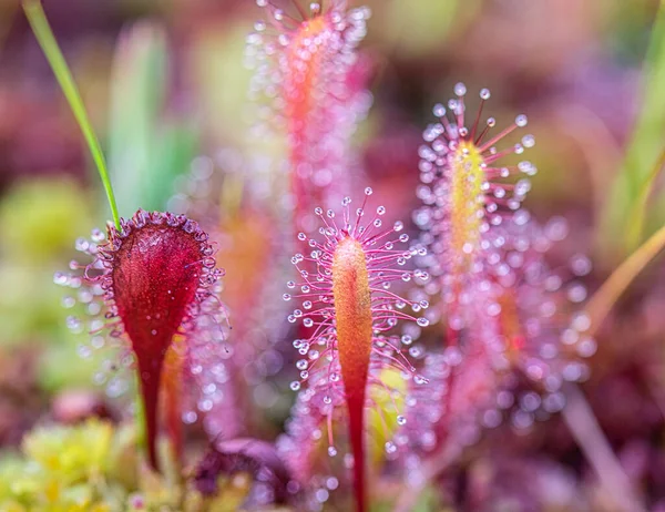 Estonya 'daki Laahemaa Ulusal Parkı' nda etçil bitkinin yakın çekimi