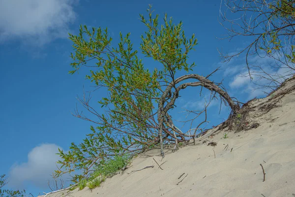 Panorama of dunes, Nida - Curonian Spit and Curonian Lagoon, Nida, Klaipeda, Lithuania. Baltic dunes. UNESCO Heritage. Nida is located on the Curonian Spit.