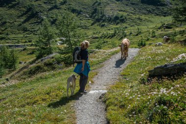 Milli Park 'taki yürüyüşçü Hohe Tauern, çayırdaki ineklerle çatışmayı önlemek için tasmalı bir köpekle geldi.