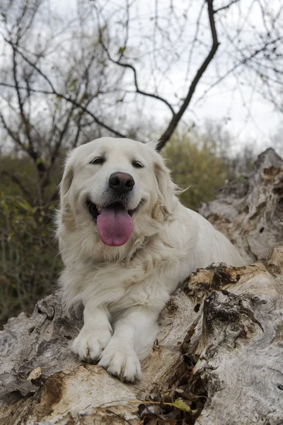 Ağaç üzerinde oturan köpek